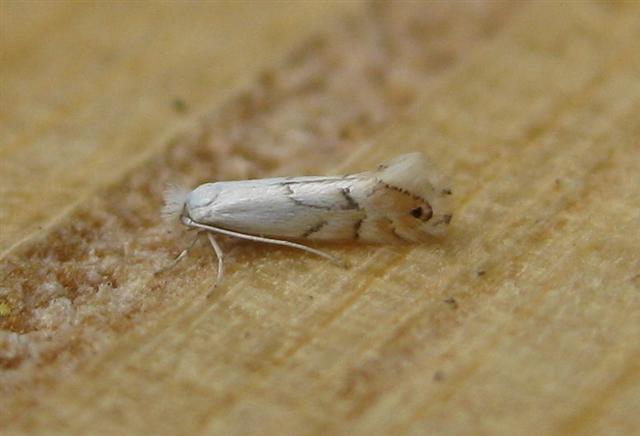 Phyllonorycter harrisella. Copyright: Stephen Rolls