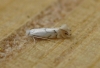Phyllonorycter harrisella. Copyright: Stephen Rolls