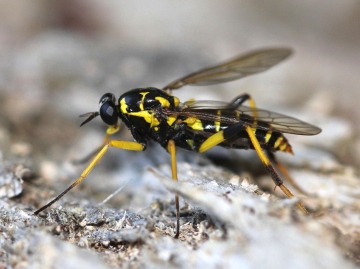 female found 4th July 2014 Copyright: Jeremy Richardson