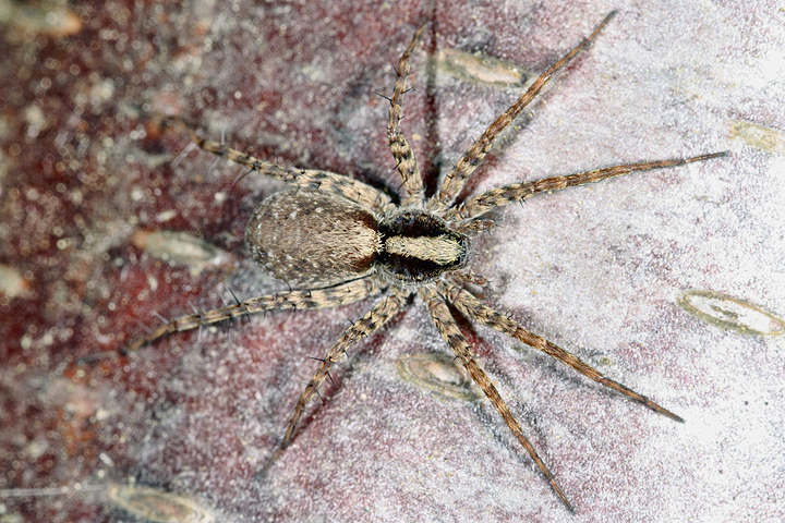 Pardosa  - female (1 May 2011) Copyright: Leslie Butler