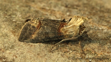 Dark Spectacle  Abrostola triplasia Copyright: Graham Ekins