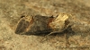 Dark Spectacle  Abrostola triplasia 