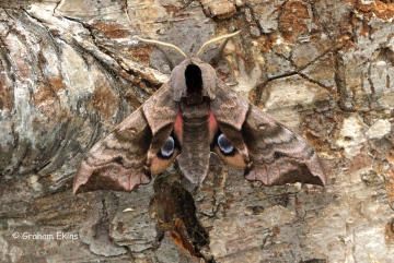 Eyed Hawk-Moth Smerinthus ocellata Copyright: Graham Ekins