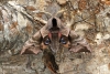 Eyed Hawk-Moth Smerinthus ocellata 
