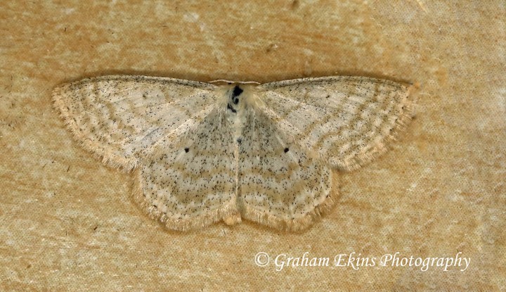 Lesser Cream Wave   Scopula immutata Copyright: Graham Ekins