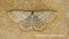 Lesser Cream Wave   Scopula immutata Copyright: Graham Ekins