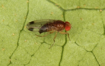 Drosophila suzukii male Copyright: Peter Harvey