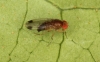 Drosophila suzukii male Copyright: Peter Harvey