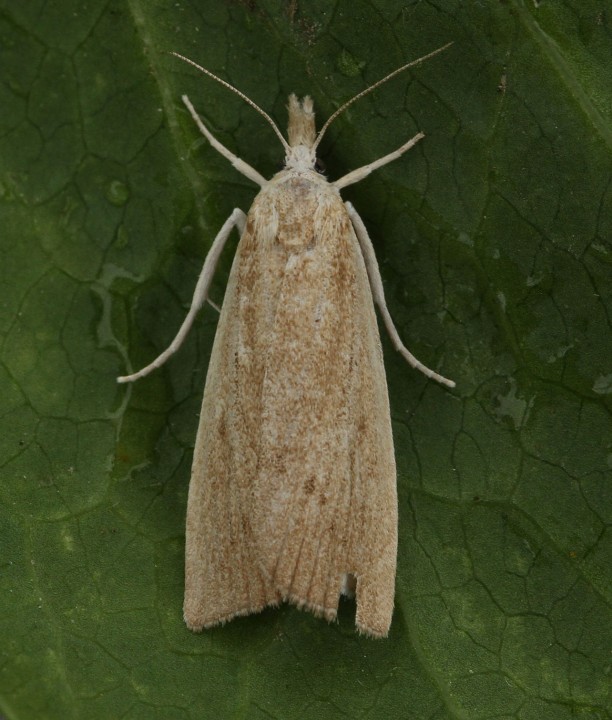 Calamotropha paludella 2 Copyright: Graham Ekins