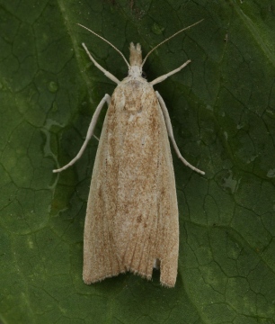 Calamotropha paludella 2 Copyright: Graham Ekins