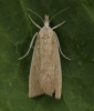 Calamotropha paludella 2 Copyright: Graham Ekins