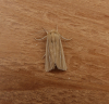 Shore Wainscot Mythimna litoralis 