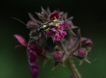 Grypocoris stysi Copyright: Simon Taylor