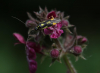 Grypocoris stysi Copyright: Simon Taylor