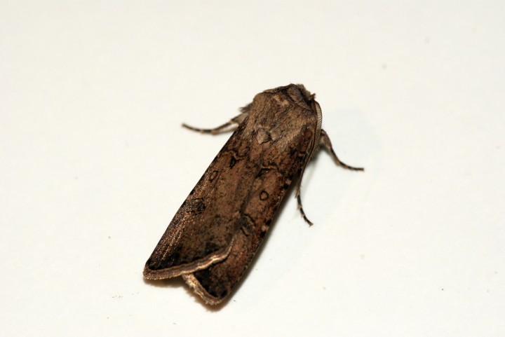 Turnip Moth 4 Copyright: Ben Sale