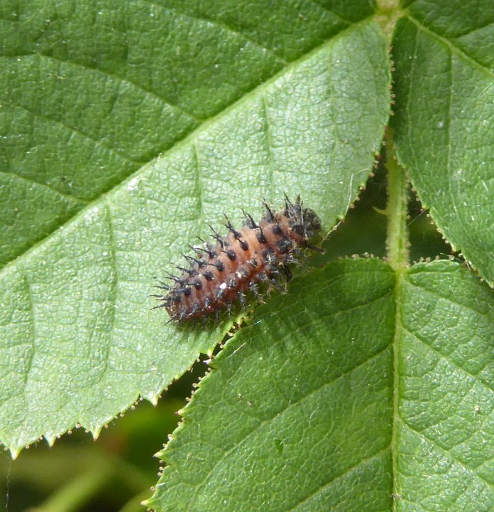 Chilocorus renipustulatus larva Copyright: Yvonne Couch