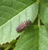 Chilocorus renipustulatus larva Copyright: Yvonne Couch