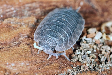 Porcellio scaber (1 May 11) Copyright: Leslie Butler