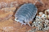 Porcellio scaber (1 May 11) Copyright: Leslie Butler