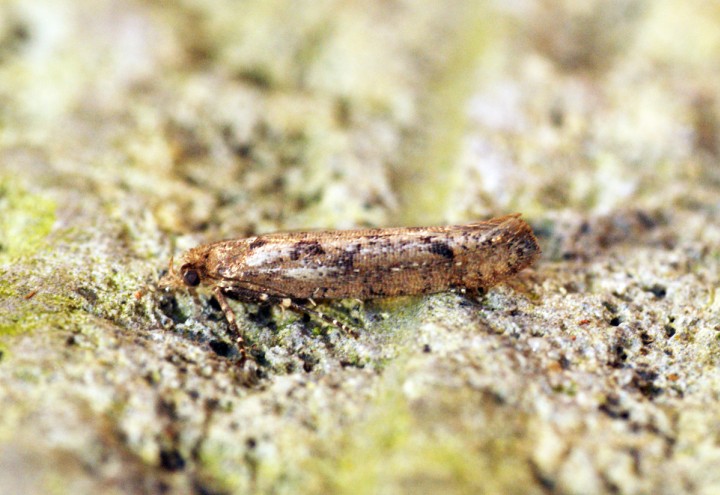 Ypsolopha ustella 3 Copyright: Ben Sale