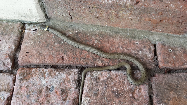 Grass Snake in garden Copyright: Carol Baxter