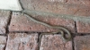 Grass Snake in garden 