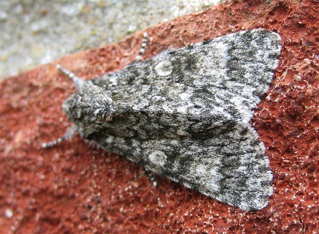 Poplar Grey. Copyright: Stephen Rolls