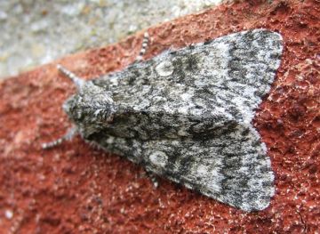 Poplar Grey. Copyright: Stephen Rolls