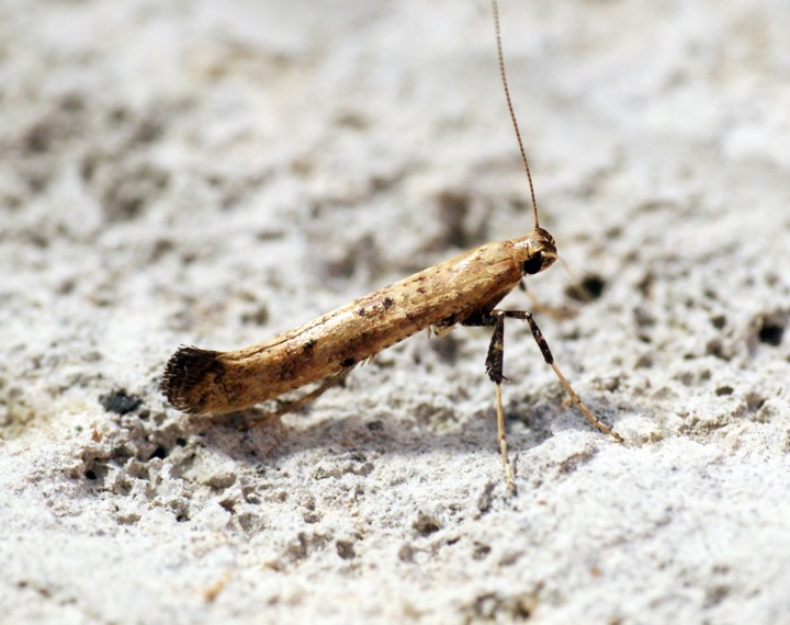 Caloptilia populetorum Copyright: Ben Sale