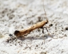 Caloptilia populetorum