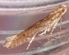 Monochroa hornigi 08-07-2023 