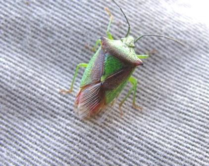 Acanthosoma haemorrhoidae Copyright: Graham Smith