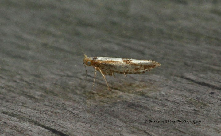 Argyresthia bonnetella  2 Copyright: Graham Ekins