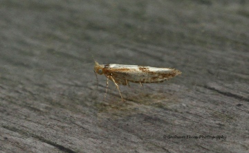 Argyresthia bonnetella  2 Copyright: Graham Ekins