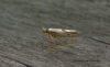 Argyresthia bonnetella  2