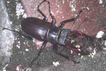 Stag Beetle Copyright: Peter Harvey