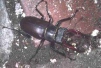 Stag Beetle 