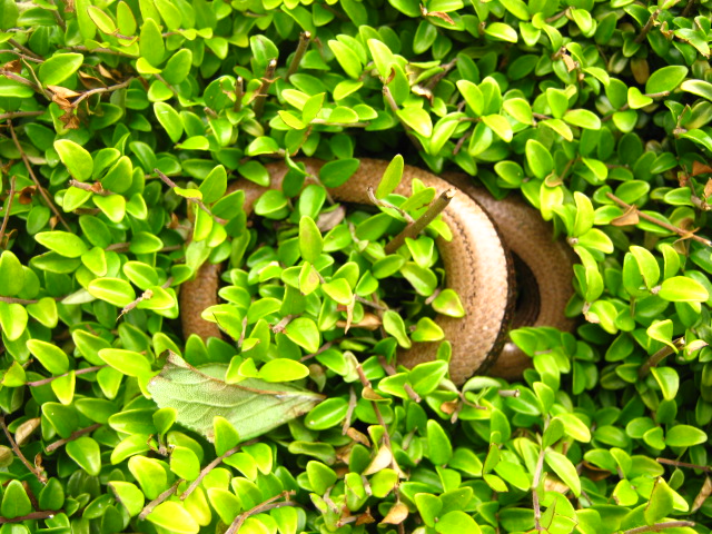 slow worm in bush Copyright: Kim Prowse