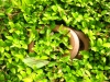 slow worm in bush