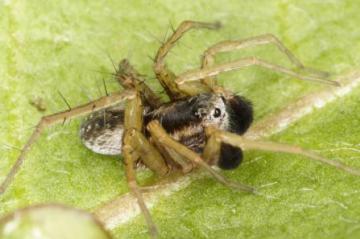 Pardosa nigriceps male Copyright: Peter Harvey