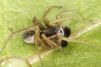 Pardosa nigriceps male 