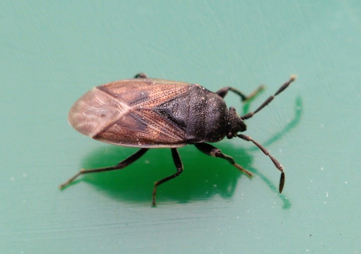 Drymus sylvaticus Copyright: Yvonne Couch