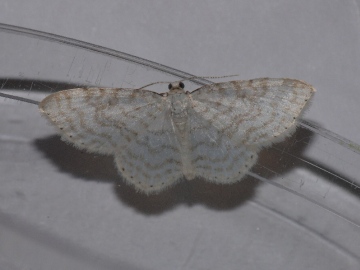 Asthena albulata Copyright: Peter Furze