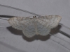 Asthena albulata Copyright: Peter Furze