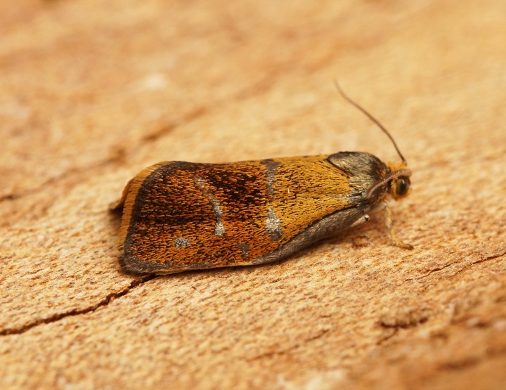 Ptycholoma lecheana 1 Copyright: Ben Sale