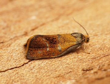 Ptycholoma lecheana 1 Copyright: Ben Sale