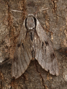 Pine Hawkmoth 3 Copyright: Graham Ekins