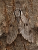 Pine Hawkmoth 3 