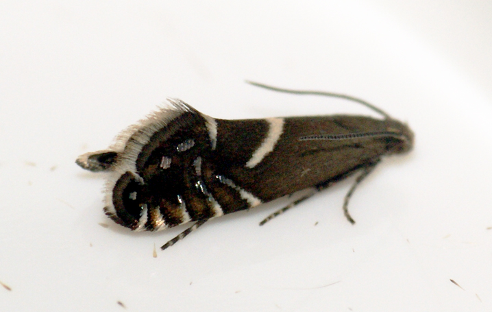 Glyphipterix forsterella Copyright: Ben Sale