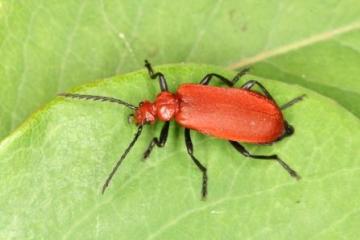 Pyrochroa serraticornis Copyright: Peter Harvey